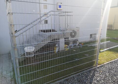 Doppelstabgitterzaun in 2440 Gramatneusiedl Niederösterreich 05