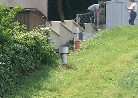 Maschendrahtzaun in 3021 Pressbaum Niederösterreich 04