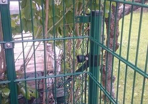 Doppelstabgitterzaun in 2721 Bad Fischau Niederösterreich 07