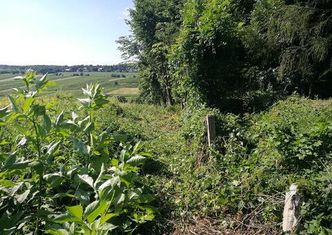Maschendrahtzaun in 2380 Perchtoldsdorf Niederösterreich 06