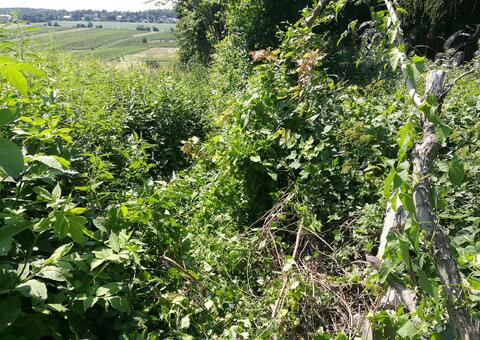 Maschendrahtzaun in 2380 Perchtoldsdorf Niederösterreich 02